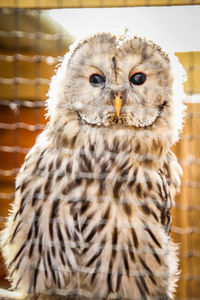 Close-up portrait of owl