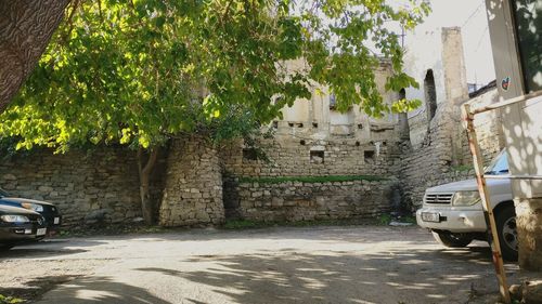 Trees by wall