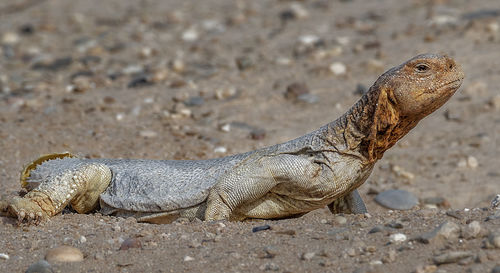 Close-up of lizard on land