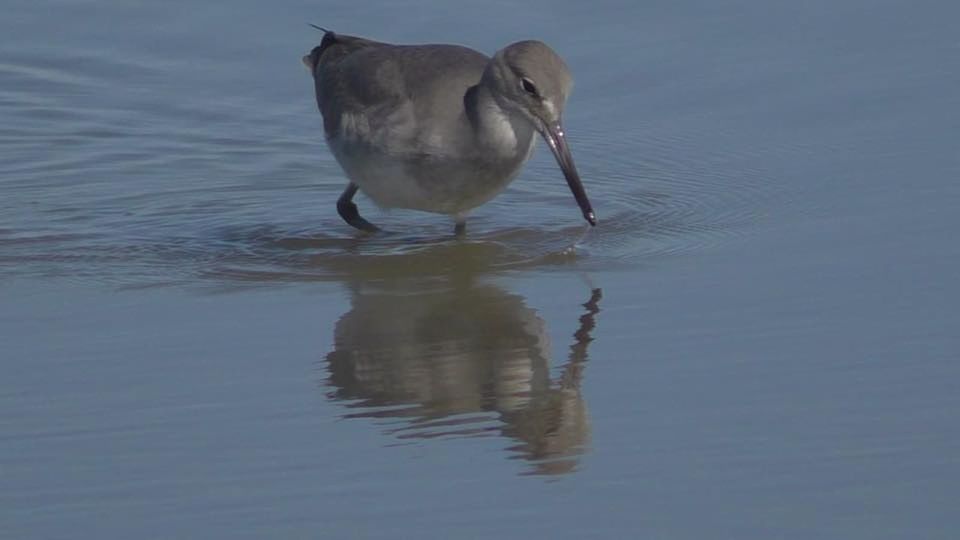 VIEW OF WATER IN SHALLOW