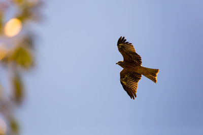 Low angle view of hawk flying in clear blue sky