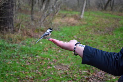 Midsection of person feeding bird on land
