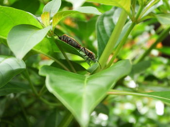 Close-up of insect on plant