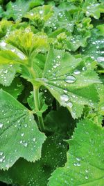 Close-up of water drops on leaves