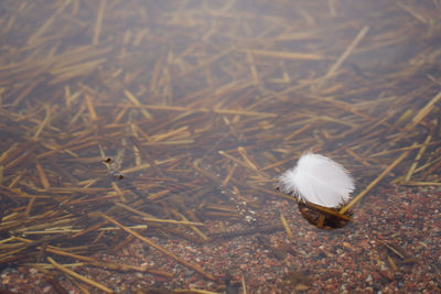 White swan feather in the water with space for text.