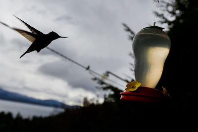 Low angle view of bird flying