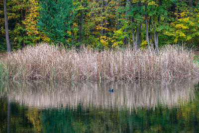 Scenic view of lake in forest