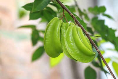 Close-up of fresh green leaf