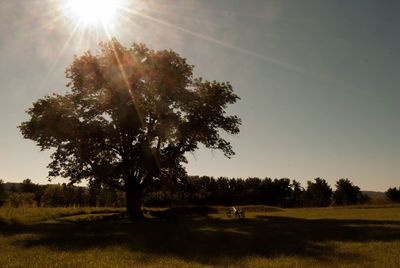 Scenic view of grassy field against sky during sunset