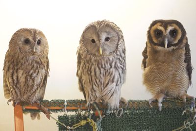 Close-up portrait of an animal