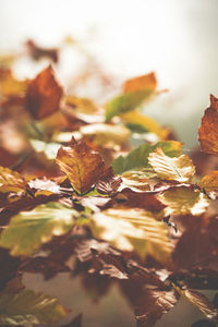 Close-up of dried leaves on plant