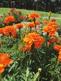 Close-up of marigold flowers blooming outdoors