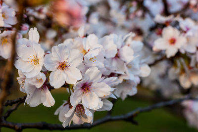 Close-up of cherry blossoms in spring