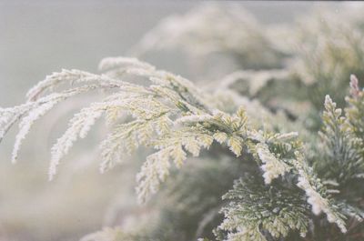 Close-up of plants during winter