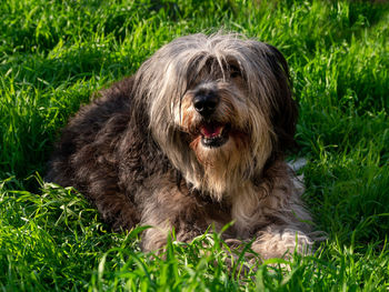 Polish lowland sheepdog sitting on a wooden bench in the street showing pink tongue. black white dog