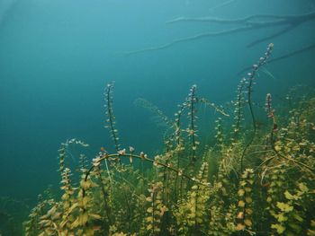 Underwater plants growing in lake 