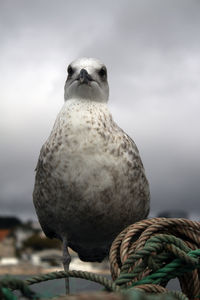 Close-up of a bird