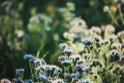 Close-up of purple flowering plants on field