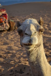 Close-up of an animal on land