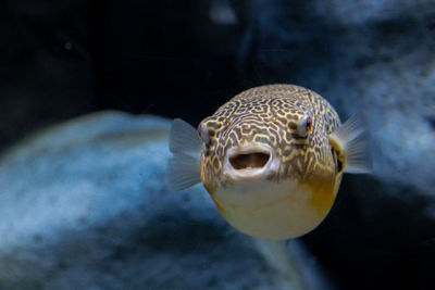 Close-up of puffer fish swimming in sea