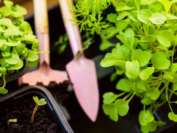 Fresh aromatic herbs in pots on balcony garden. fresh sprouts and small gardening tools