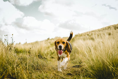 Dog on field