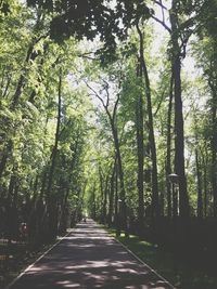 Footpath amidst trees in forest