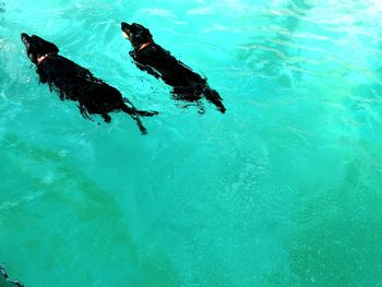 High angle view of dog swimming in pool