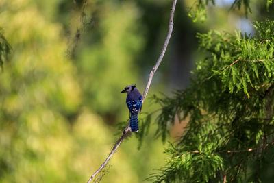 Blue jay bird cyanocitta cristata perched in a tree in naples, florida