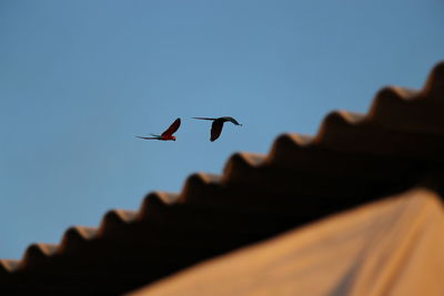 Low angle view of roof against parrots flying in clear blue sky