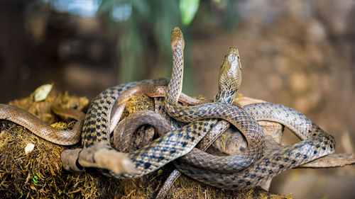Close-up of snake