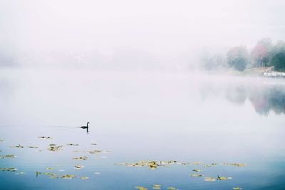 Swan in lake