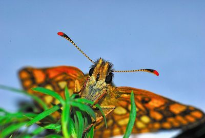 Close-up of butterfly on plant