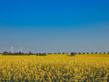 Scenic view of oilseed rape field against clear blue sky