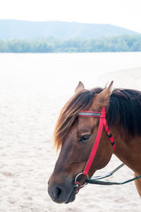 Close-up of a horse