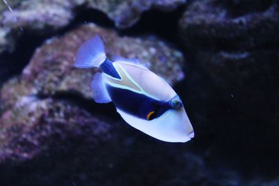Close-up of fish swimming underwater