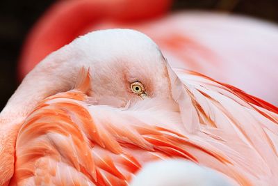 Close-up of flamingo preening