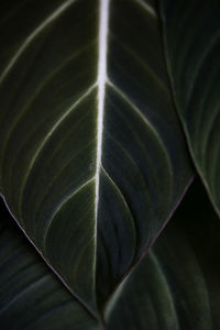 Full frame shot of leaves