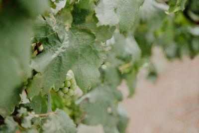 Close-up of berries growing on plant