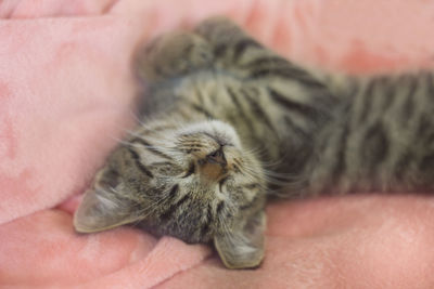 High angle view of cat sleeping on hand