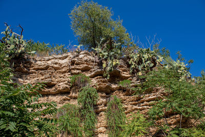 Low angle view of trees against clear blue sky