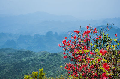 Red flowering plant against mountain