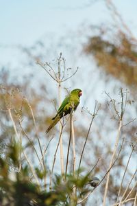 Close-up of bird perching on a plant