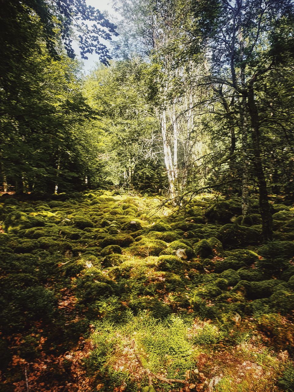 plant, tree, nature, land, natural environment, beauty in nature, forest, tranquility, sunlight, growth, woodland, autumn, leaf, wilderness, no people, tranquil scene, scenics - nature, green, day, non-urban scene, outdoors, environment, idyllic, foliage, landscape, lush foliage, sky, old-growth forest, reflection