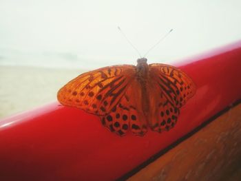 Close-up of butterfly on flower