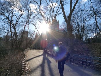 Sun shining over trees