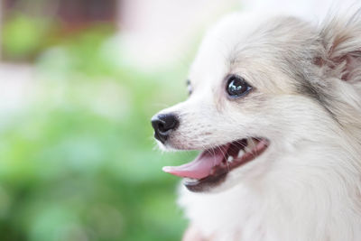 Close-up of dog looking away