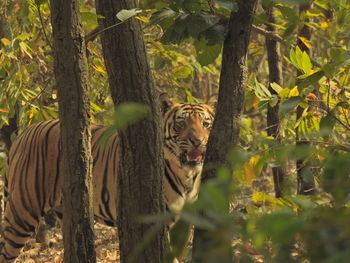 Bengal tiger