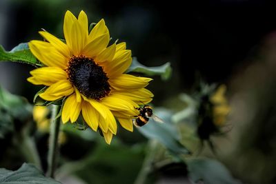 Close-up of bee pollinating flower