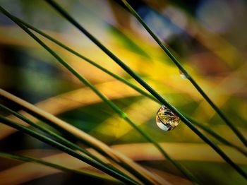 Close-up of dew drop on grass